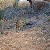 "Natal Spurfowl" Kruger National Park, South Africa